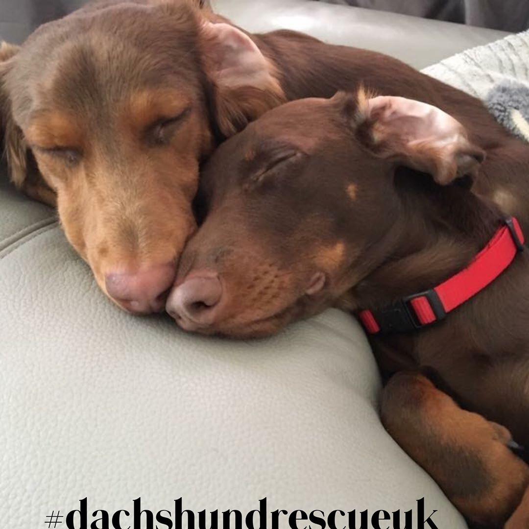 dachshund rescue
