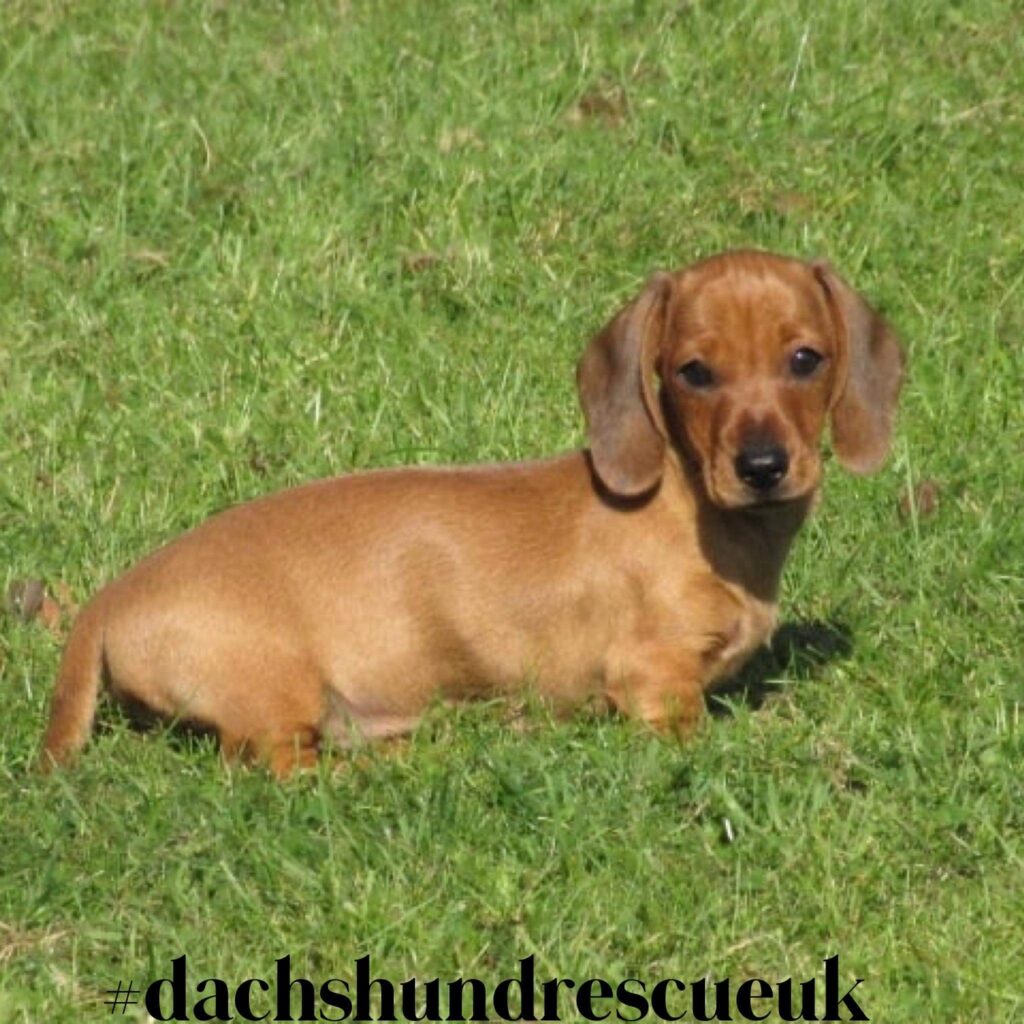 A miniature Dachshund Laying on the grass