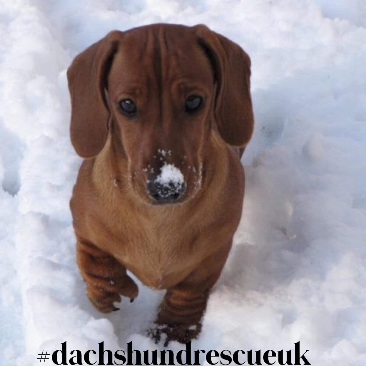 Val's Miniature dachshund in the snow
