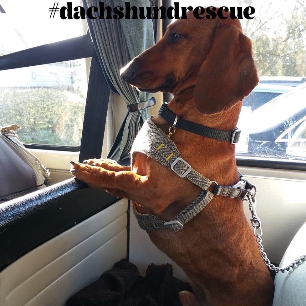 Adopting a Dachshund – A Dog with a Criminal Record
