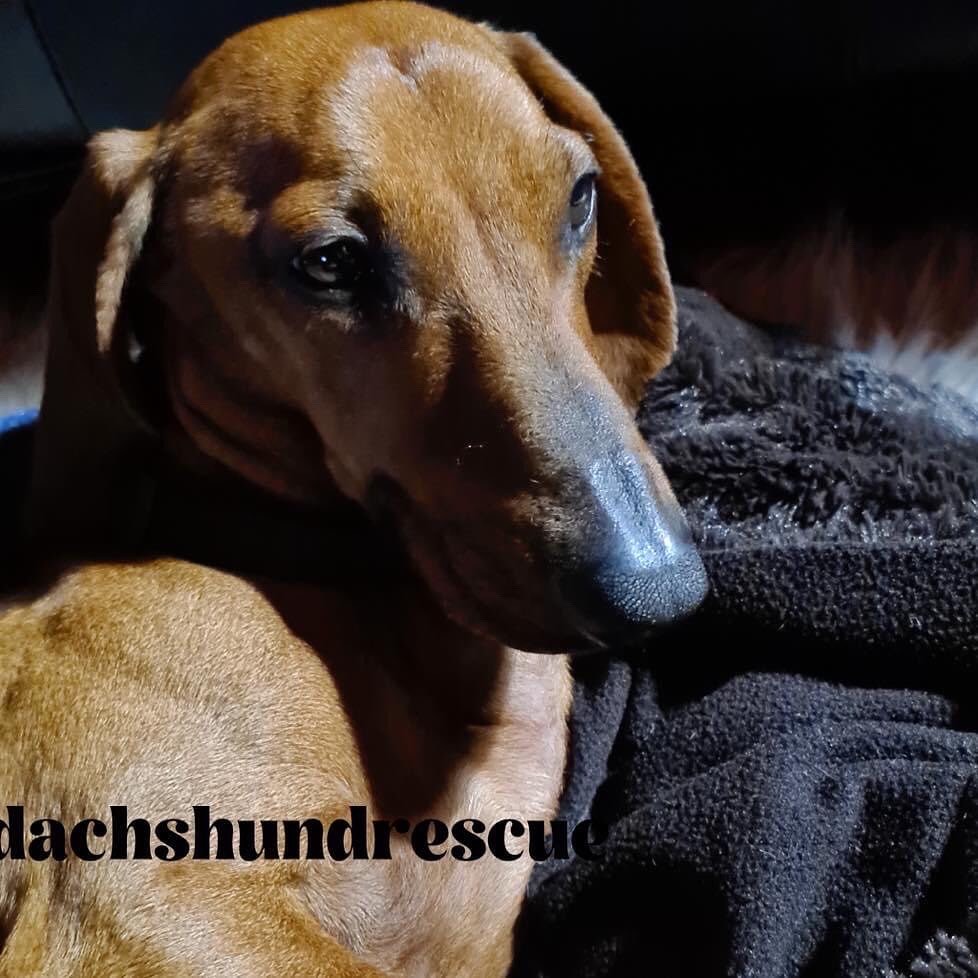 A standard smooth haired dachshund