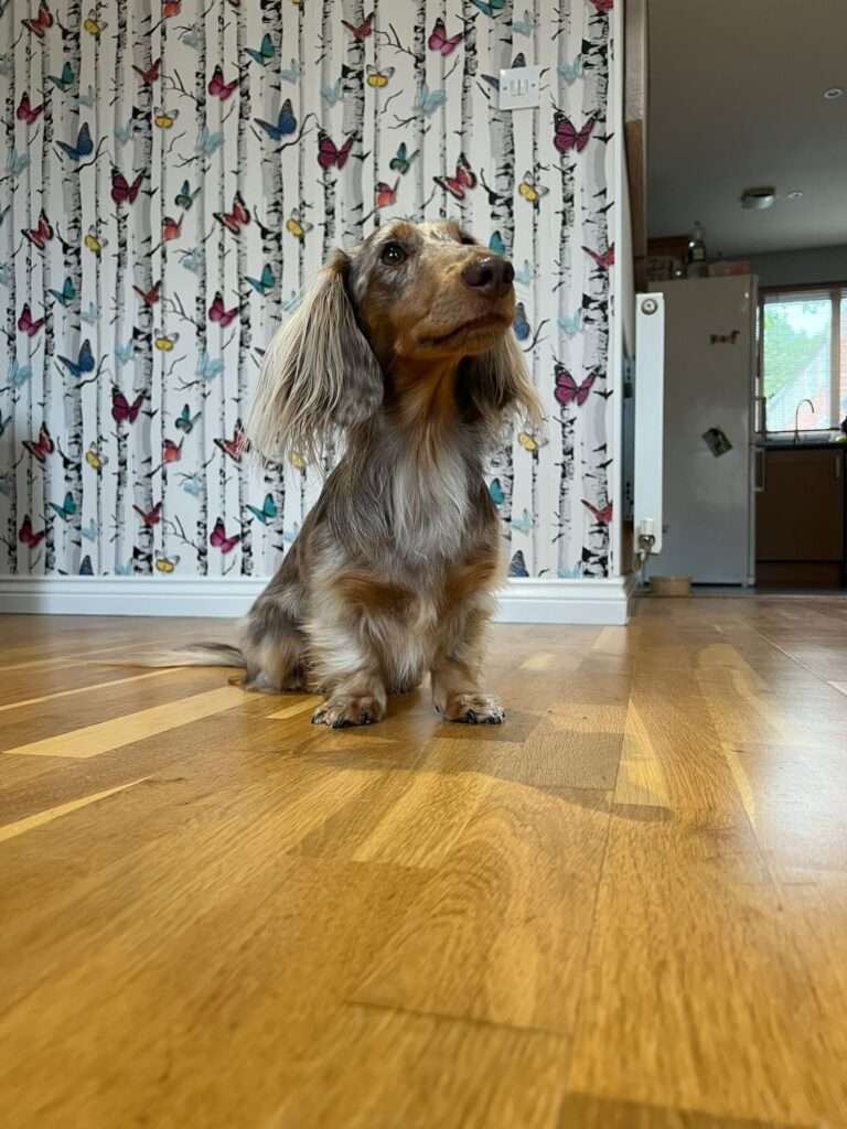 A miniature long-haired dachshund sitting on a wooden floor