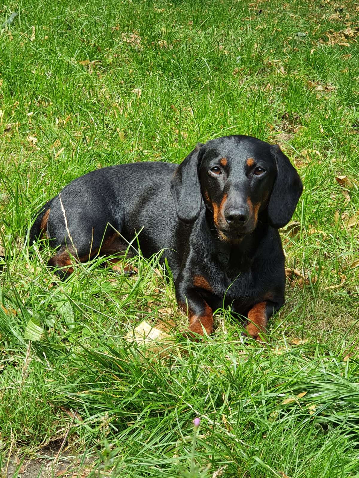 A standard smooth-haired dachshund sitting on the grass