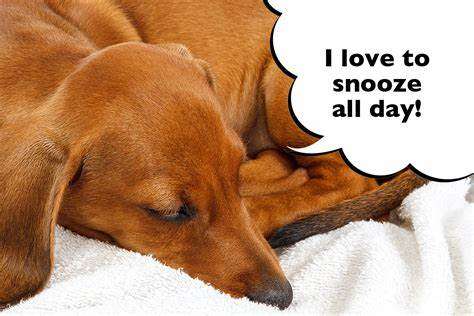 sleeping dachshunds - a dachshund sleeping on a blanket with a speech bubble saying I love to sleep all day