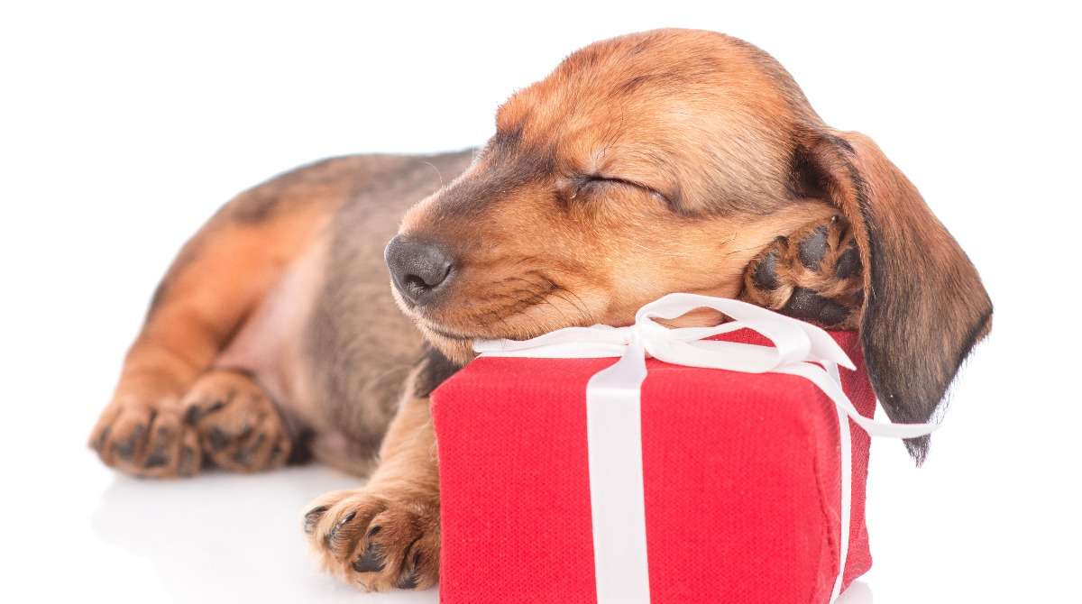 dachshund sleeping on a gift box