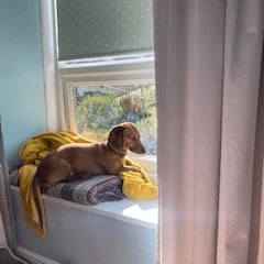 rehoming a rescue dachshund - a long-haired dachshund sits on a blanket looking out of a window