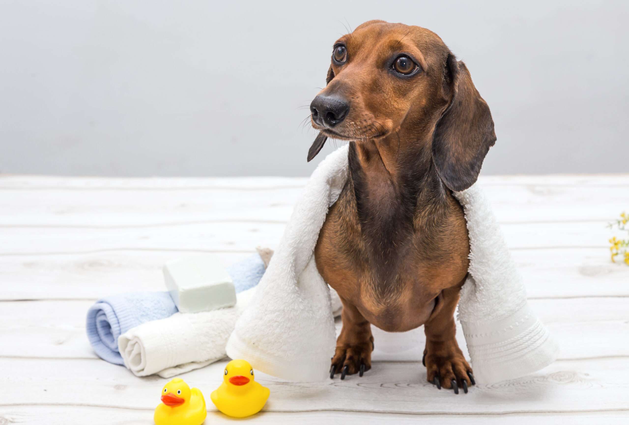 Donations - a tan smooth haired dachshund swathed in a towel