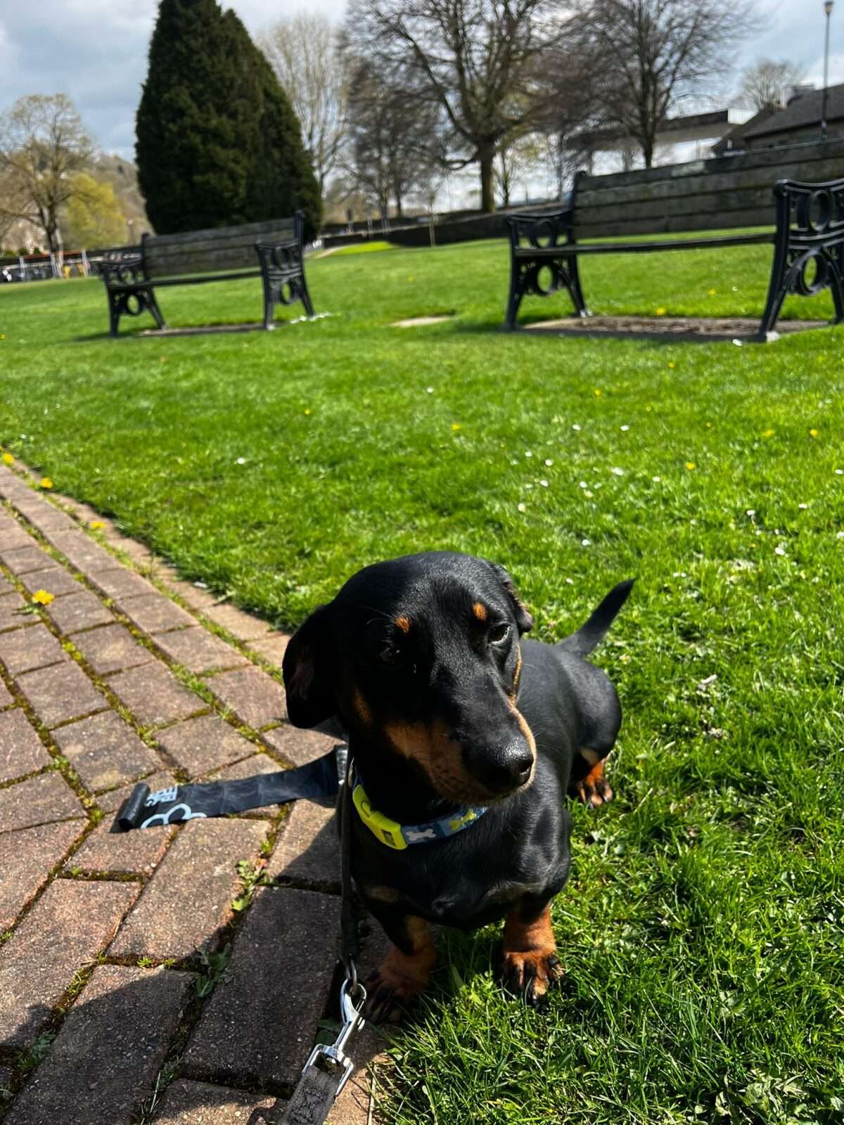 A smooth-haired dachshund on a lead in the park
