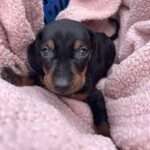 A smooth-haired dachshund puppy cosy in a pink blanket